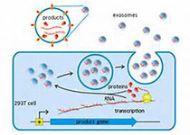 1512621141980727.jpeg hfshjw.jpg