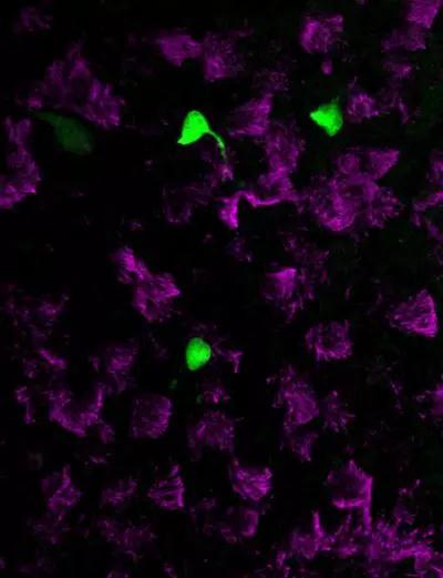 1533270884392970.jpeg d.jpg